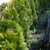 Diese Hecke ist brandgefährlich, trotzdem steht sie noch immer in vielen Gärten