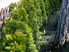 Diese Hecke ist brandgefährlich, trotzdem steht sie immer noch in vielen Gärten
