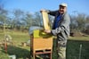 Die Honigbienen sind schon wieder aktiv: Hobbyimker Georg Miller schaut derzeit fast täglich nach seinen Völkern.