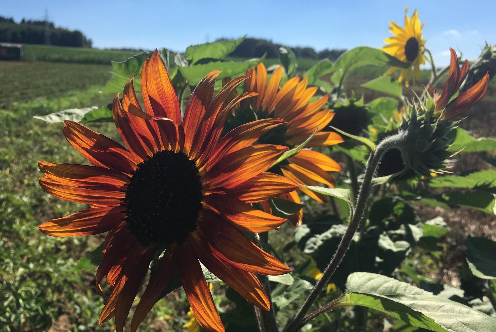 Sonnenblumen kaufen, für Projekt „Fredmon“ spenden