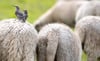 Bis in zehn Jahren werden 40 Prozent weniger Schafe gehalten, sagte Anette Wohlfarth, Geschäftsführerin vom Landesschafzuchtverband Baden-Württemberg, beim Treffen des Arbeitskreises Ländlicher Raum.