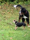  Auf dem Hundeplatz in Reute sind alle Hunderassen willkommen. Seit kurzem ist das Training mit den Vierbeinern auf dem Platz wieder möglich.