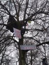 Einen Baum in der Grünanlage in der Ravensburger Schussenstraße haben Klimaaktivisten besetzt.
