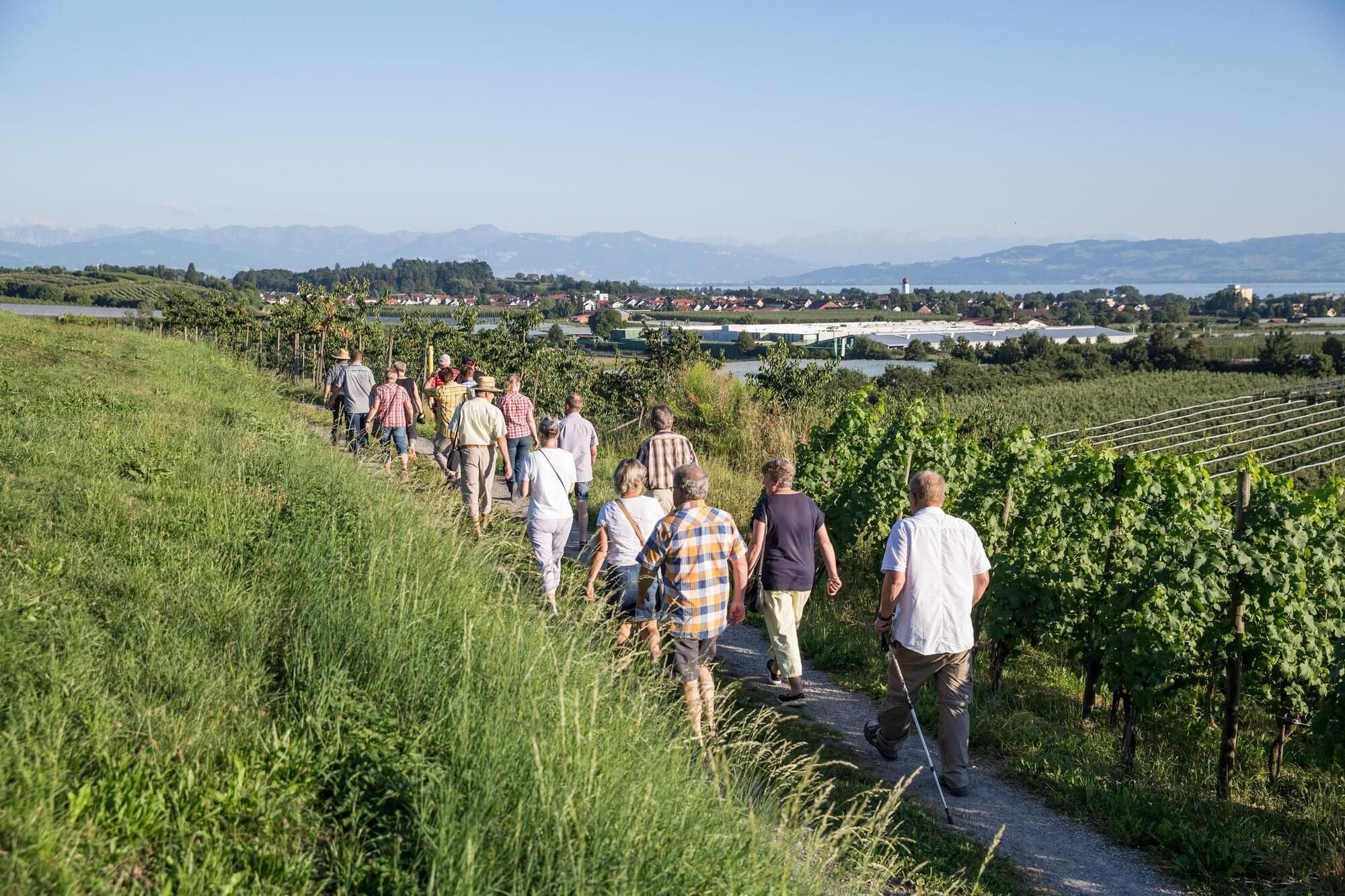 Mit dem Winzer durch den Weinberg in Kressbronn wandern