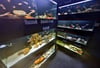  Um die 300 Arten gibt es im Ulmer „Fischkeller“, wie der Aquarienkeller von den Kunden oft genannt wird.