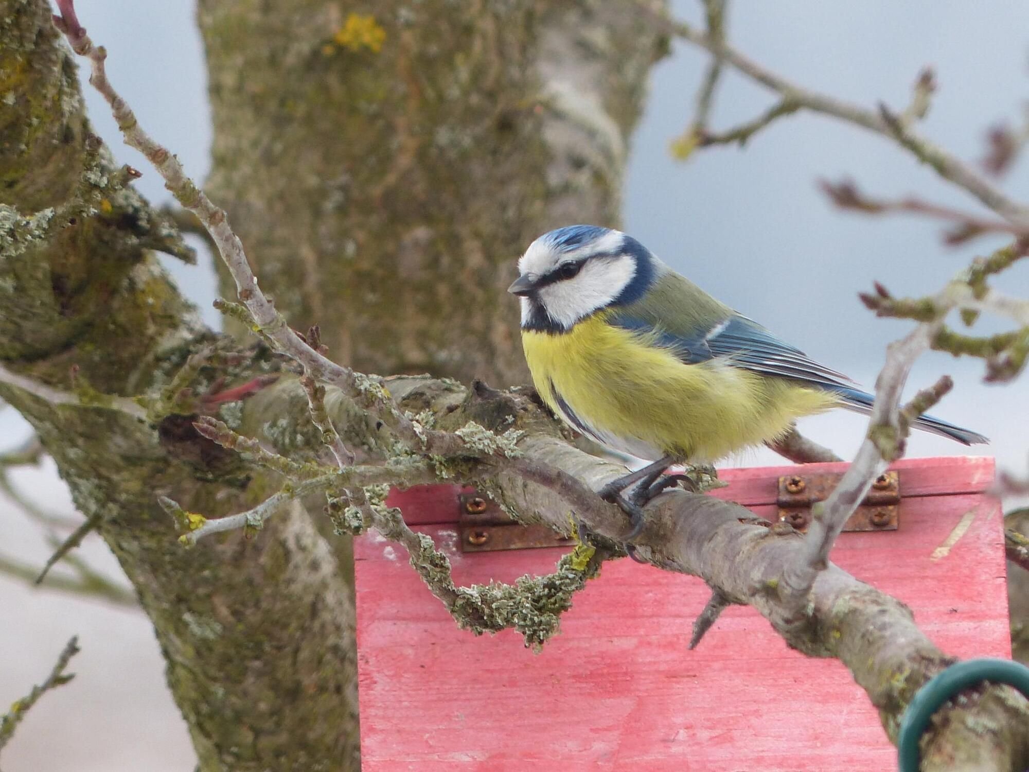 Naturschutzzentrum macht Kinder fit für große NABUVogelzählung