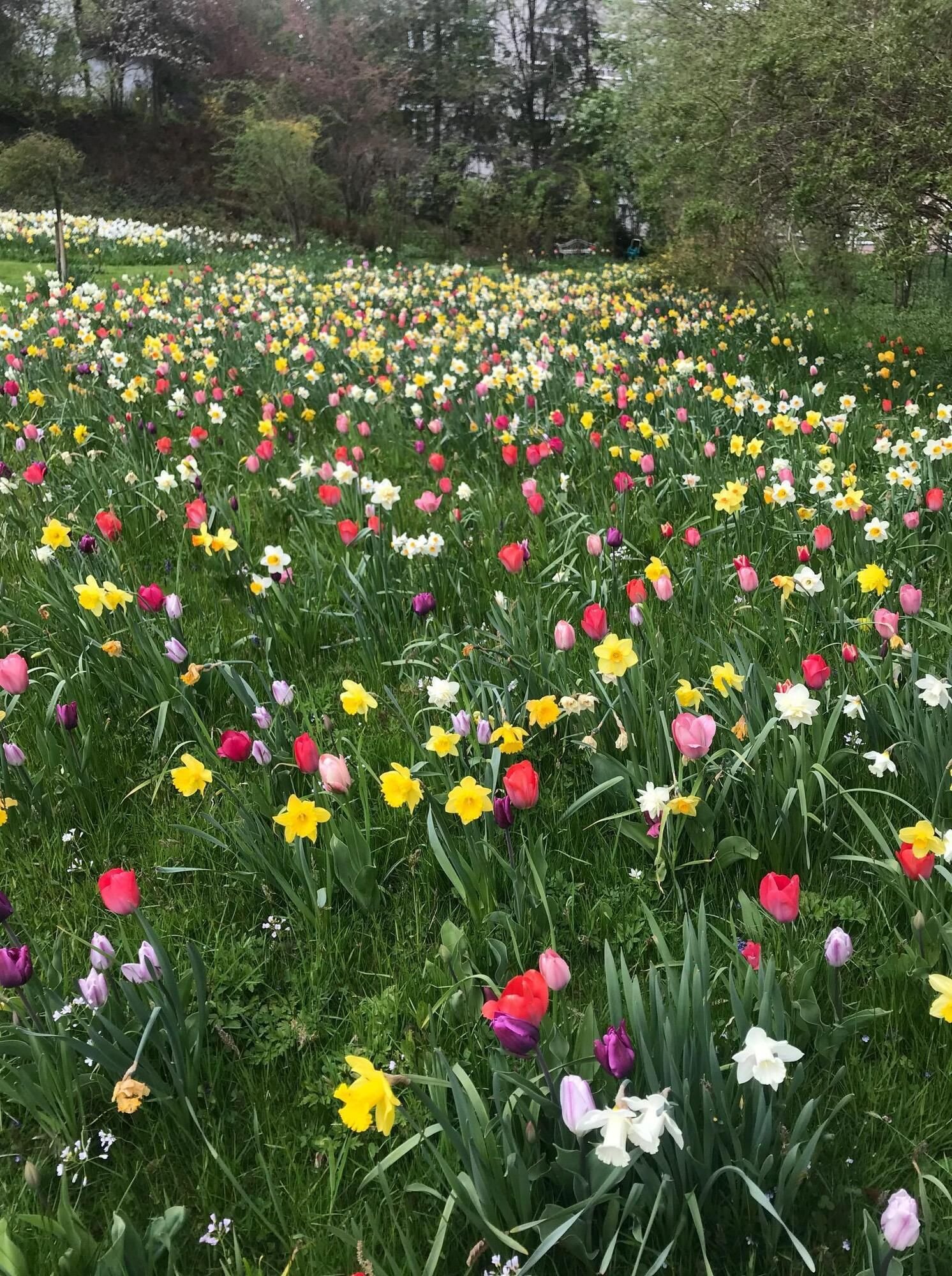 Hewels öffnen unter CoronaAuflagen wieder ihren Garten in Wangen