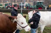  Bei der Demonstration der Landwirte in Stuttgart waren auch Kühe in der Innenstadt zu sehen.