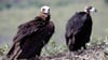 Schräge Vögel: Mönchsgeier haben sich wie andere Arten dieser eindrucksvollen Vögel im Norden Spaniens wieder vermehrt angesiedelt.