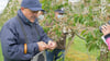 Die Gutachter der Vereinigten Hagelversicherung Bernhard Nanz (links) und Karl-Heinz Kreidler kontrollieren zusammen mit Obstbauer Dietmar Rist aus Meckenbeuren die Blüten eines Kirschbaums auf Frostschäden.