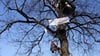 Erneut haben Klima-Aktivisten einen Baum am Rande der Ravensburger Altstadt besetzt.