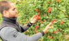 Alexander Martin prüft die Qualität der Aprikosen, die neben Aroniabeeren, Pfirsichen und Kiwis im erweiterten Anbauportfolio des Obstbauunternehmens immer mehr Raum einnehmen.