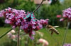 Verbena bonariensis