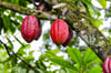 Kakao-Früchte an einem Baum im Naturpark Yunque bei Guantanamo auf Kuba: Wie können Schokoladenhersteller sicherstellen, dass der Anbau der wertvollen Früchte menschenrechtskonform und umweltfreundlich vonstatten geht? Ritter Sport hat die Frage für 