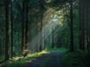  Der Altdorfer Wald ist das größte zusammenhängende Waldgebiet Oberschwabens und Gegenstand von emotionalen Debatten.