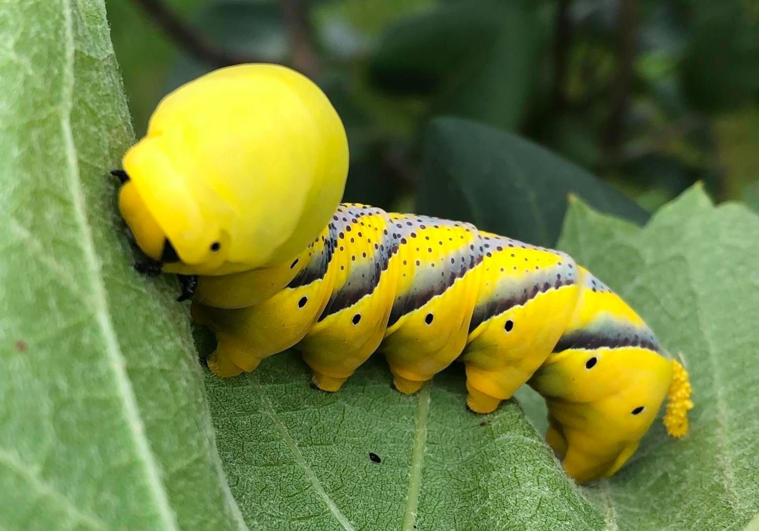 Ehepaar findet exotische Raupe im heimischen Garten