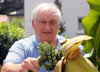  Noch sind die Bananen kaum größer als ein Finger, im Herbst aber möchte Manfred Bammert sie ernten.