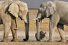  Elefanten im Etosha-Nationalpark.