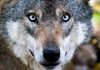  Ein Wolf in einem Gehege in Springe. Experten rätseln, ob in der Gemeinde Wald zurzeit ebenfalls ein Wolf unterwegs ist.