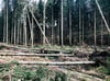  Das tote Sturmholz von Orkantief Sabine ist ein beliebter Brutort für die Borkenkäfer.