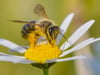 Wer Insekten helfen will, sollte auf diese Pflanze im Garten verzichten