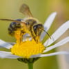 Wer Insekten helfen will, sollte auf diese Pflanze im Garten verzichten