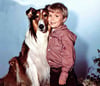 Lassie und Timmy Martin (Jon Provost), Fernsehstars in den 60er-Jahren.