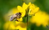 Die Biene im Fokus: Wenn es den Initiatoren des Volksbegehrens für stärkeren Artenschutz in Baden-Württemberg gelingt, 770 000 Unterschriften innerhalb von sechs Monaten zu sammeln, muss sich der Landtag damit befassen.