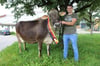 Deutschlands schönste Kuh kommt aus der Region