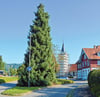 Die Wurzeln der großen Tanne im Sigmarszeller Kirchdorf haben den Abwasserkanal beschädigt. Daher soll der Baum gefällt werden.