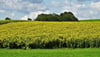 Silphiefelder – wie hier bei Allmannsweiler – erfreuen nicht nur Spaziergänger, auch Insekten profitieren von den leuchtend gelb blühenden Pflanzen.
