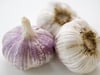 Knoblauch als Schädlingsbekämpfer für Läuse und Mehltau