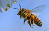 Das sagen Landwirte und Imker aus Wangen zu „Rettet die Bienen“