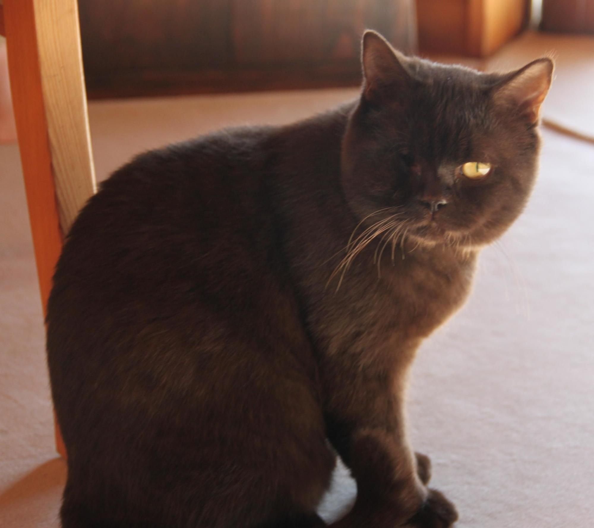 Blaulicht vom 10. August: Tierquäler schießt Katze Auge aus