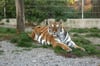 Auf dem Tierhof in Mittelbuch (Kreis Biberach) lebt unter anderem auch die Tigerdame Rani.