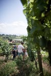  Im Rahmen der Euregio-Seminarreihe „Weinkultur in der Bodenseeregion“ bietet die Lindauer VHS zusammen mit Winzer Claudius Haug eine Exkursion durch dessen Weinanbauflächen am Ringoldsberg und seinen Weinkeller an.