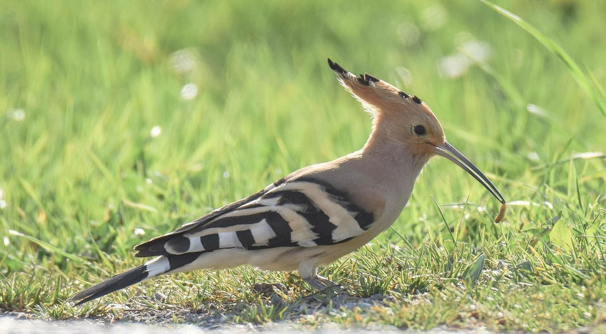 Ein seltener Gast im Garten