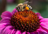 Eine Biene saugt Nektar.