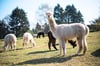 Etwa 200 Alpakas werden am Wochenende auf dem Messegelände in Schwenningen zu bestaunen sein, denn die Alpaka-Show ist Samstag und Sonntag zu Gast.
