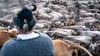 Fotos und Termine: Hunderte Rinder kehren beim Viehscheid in die Täler zurück