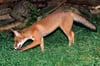  Ein toter Fuchs im Biberacher Wolfental war an der Fuchsräude erkrankt.