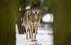  Der Wolf, hier in einem Wildpark in Brandenburg, kommt in freier Wildbahn auch dem württembergischen Allgäu näher.