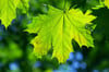 Acer