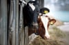  Landratsamt schließt Prüfung des Immissionsschutzes ab: Der 1000-Kühe-Stall kann kommen.