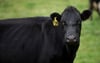 
Acht Rinder sind in Heroldstatt am Samstag ausgebüxt. Sieben konnten eingefangen werden, ein Tier soll immer noch fehlen.
