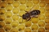  Ein Unbekannter hat sieben Bienenvölker samt Zander gestohlen.