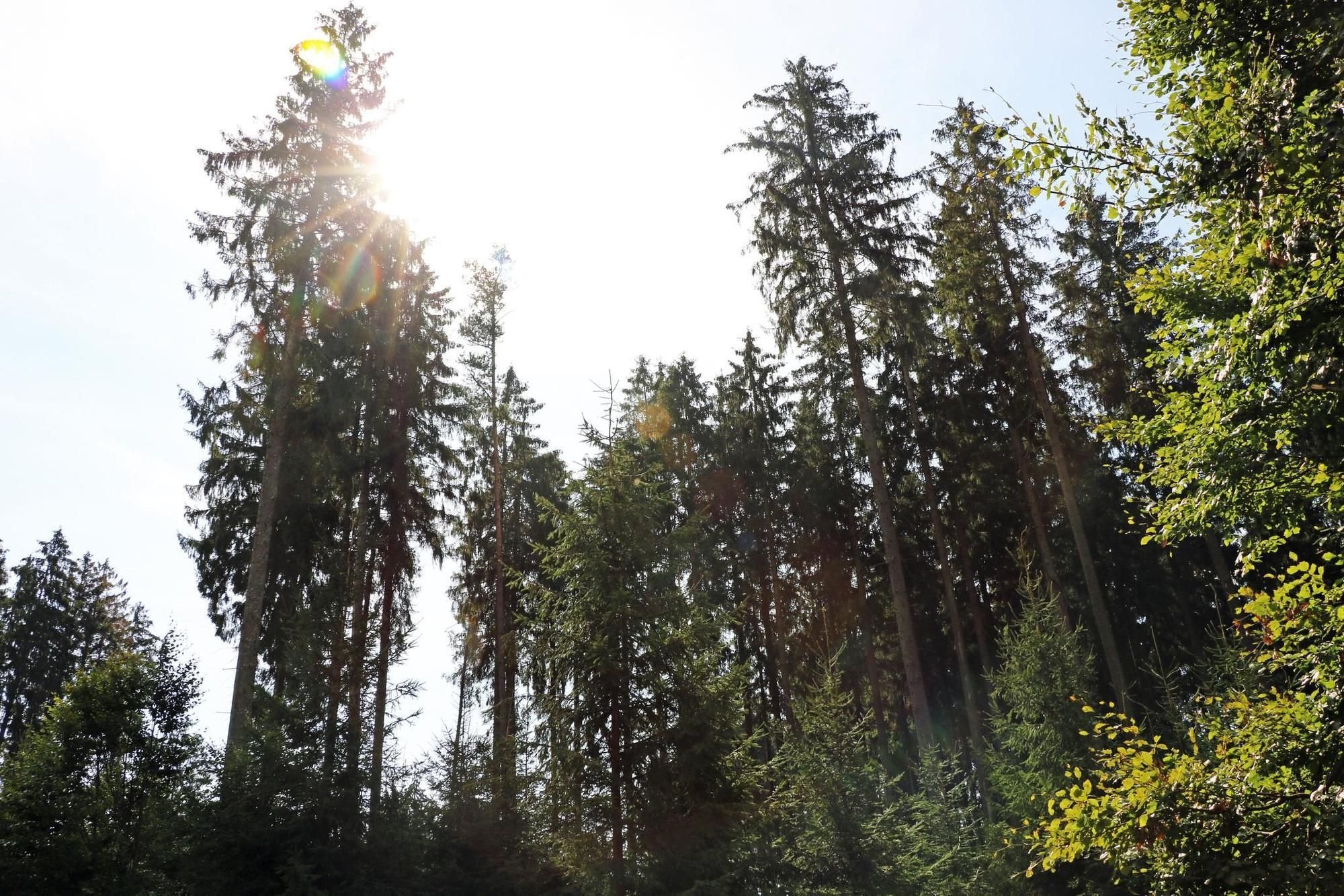 Wie Der Borkenkäfer Die Wälder Im Illertal Verändert