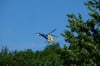 Eichenprozessionsspinner: Hubschraubereinsatz auch in Aalen