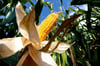  Der Mais sei eine Super-Pflanze, findet Landwirt Matthias Uhrenbacher.