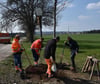  Die Bauhofmitarbeiter Sascha Werner, Michael Hoch und Thomas Bilder pflanzen den Baum des Jahres, eine Flatterulme, auf der Gemarkung Aldingen-Aixheim. Auch Bürgermeister Ralf Fahrländer (re,) legte mit Hand an.